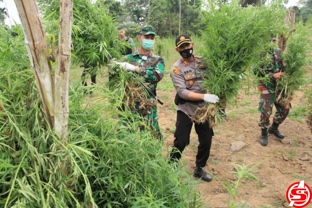 TNI/Polri Musnahkan 5 Hektar Lahan Ganja di Aceh Utara