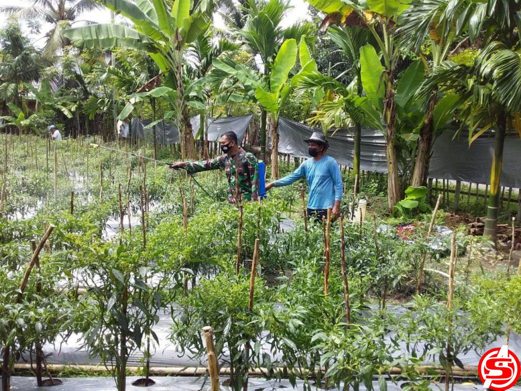 Babinsa Bantu Warga Semprot Hama Tanaman Cabai