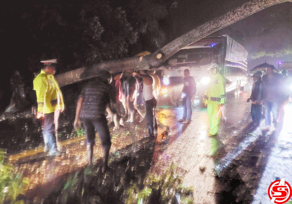 Pohon Tumbang ke Jalan,Satlantas Aceh Utara Sigap Atasi Kemacetan Kendaraan