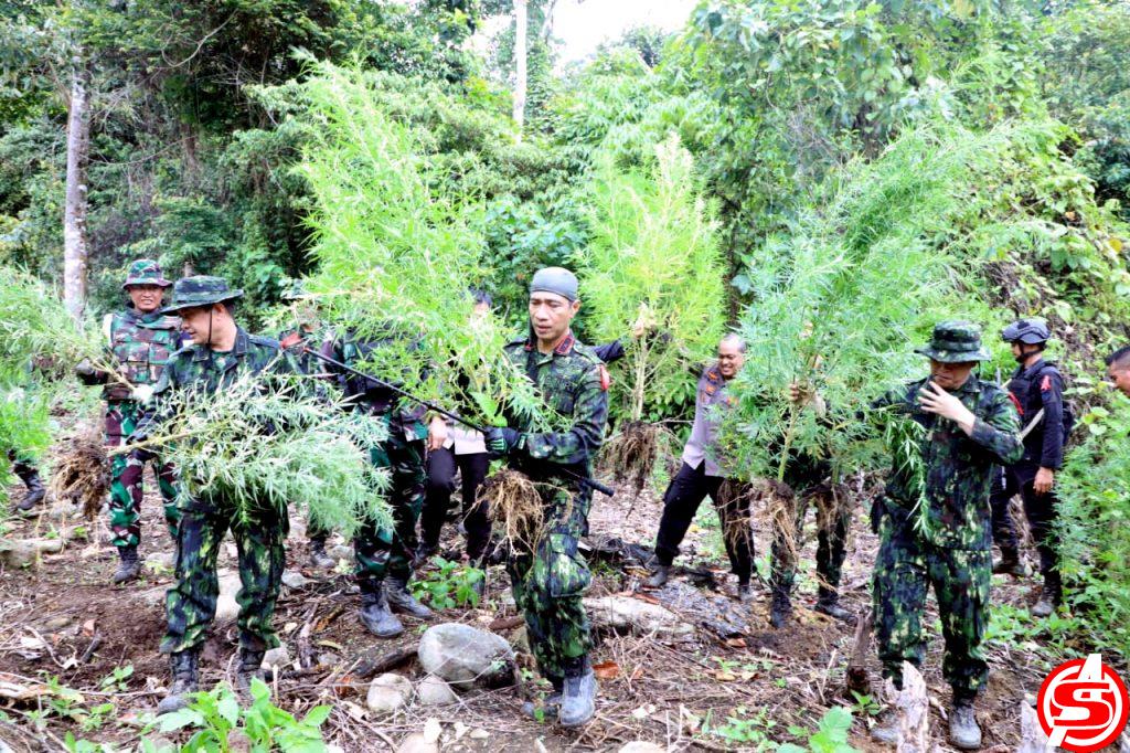 BNN Babat 3 Hektar Ladang Ganja di Gunung Leuser Aceh