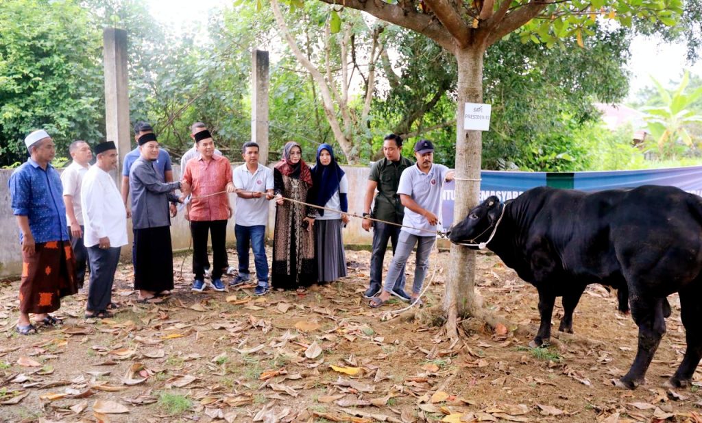 Presiden Bantu 1 Ekor Sapi Qurban Seberat 800 Kilo di Masjid Syura Kandang